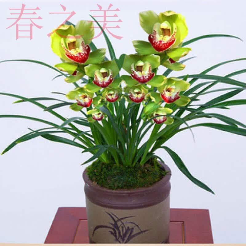 盆栽墨兰大花兰花苗花卉盆栽绿植花卉 绿翡翠 6-4连体【60天包开花