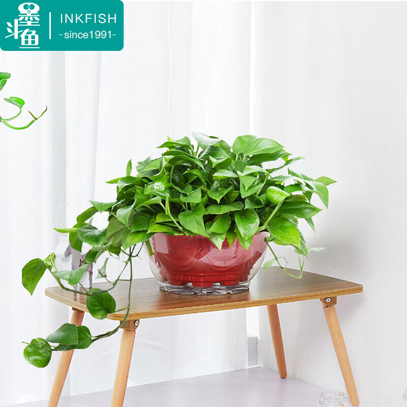 墨斗鱼 绿萝盆栽 360#长藤绿萝吸水盆 大盆绿萝盆栽垂吊家用办公室