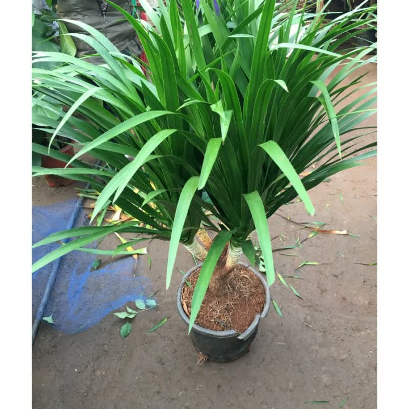 绿植多头龙血树龙铁树室内客厅盆栽花卉植物办公室盆景常青 多头龙须