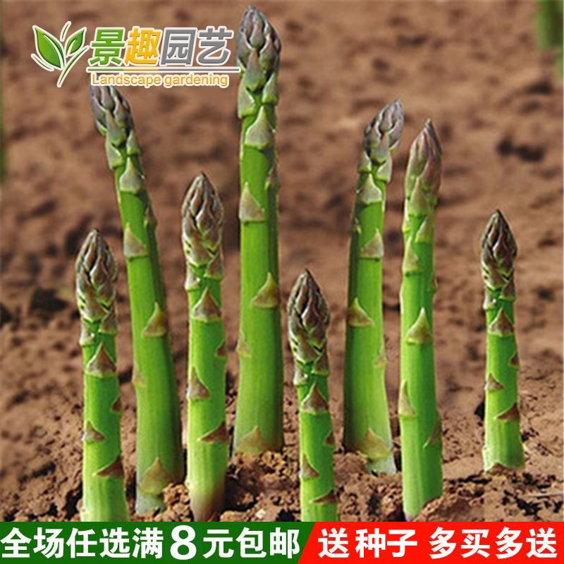 秋季蔬菜种子 芦笋种子 阳台庭院盆栽 阳台四季高端种菜 芦笋约20粒