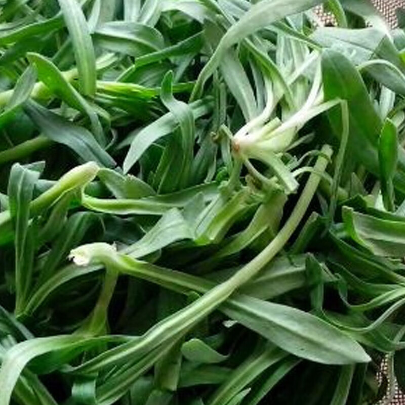 野菜野生面条菜种子菜种面条棵麦瓶草种籽兔子头菜籽四季种孑青菜