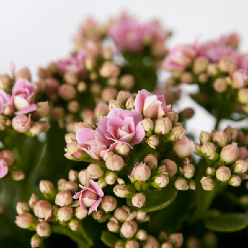 萌妹长寿花盆栽重瓣花苗带花苞大花绿植室内四季花卉金狐狸花卉原盆发