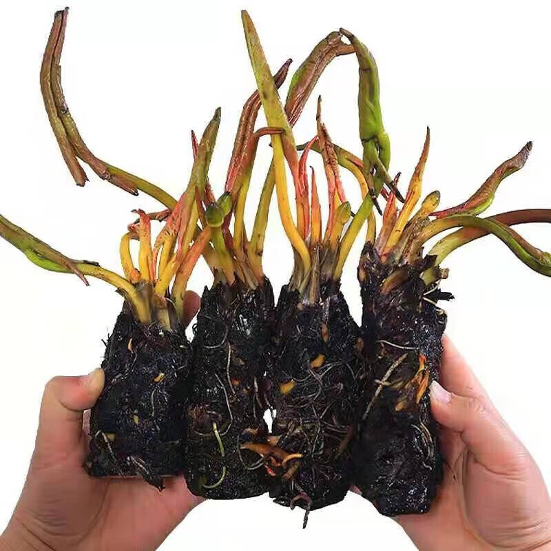 荷花莲藕种苗睡莲根快 盆栽中大型碗莲莲花种藕 水培水养水生池塘盆缸
