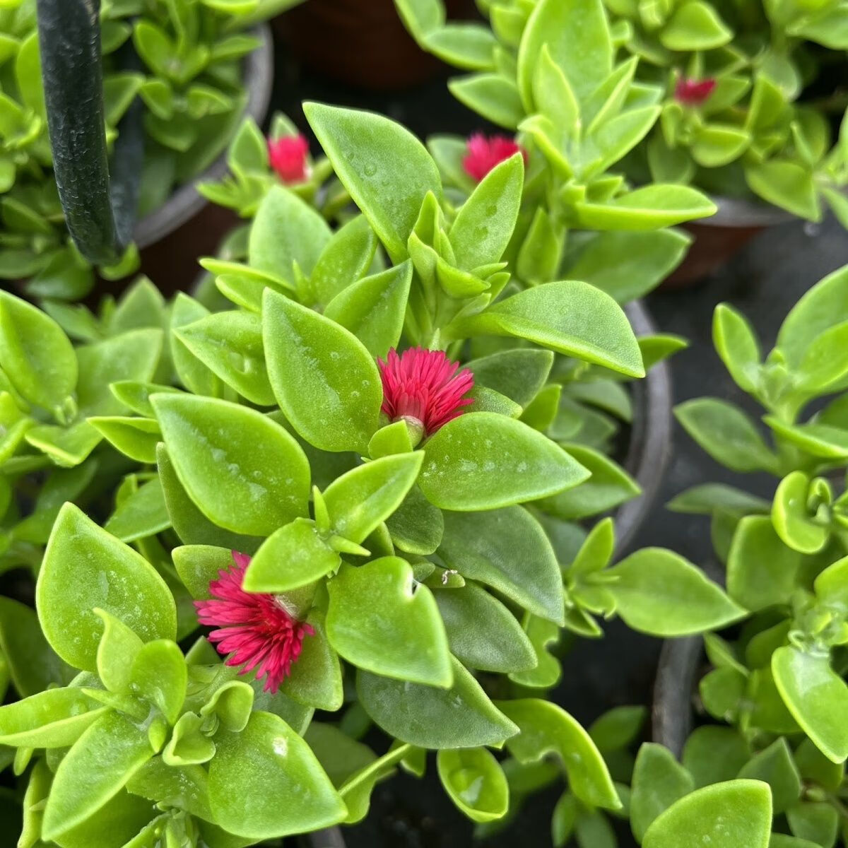 美如月新鲜穿心莲种子土三七可食用田七叶野菜农家种植绿叶菜沙拉菜