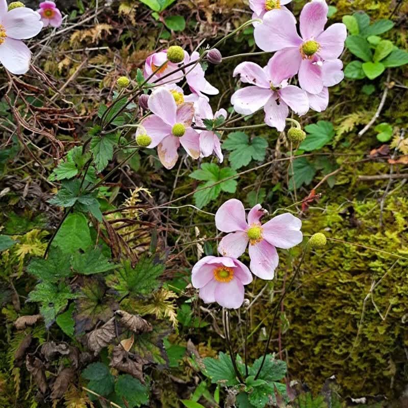 江影清贵州野棉花中药材 秋牡丹 宿根银联 打破碗碗花室内外观赏花卉