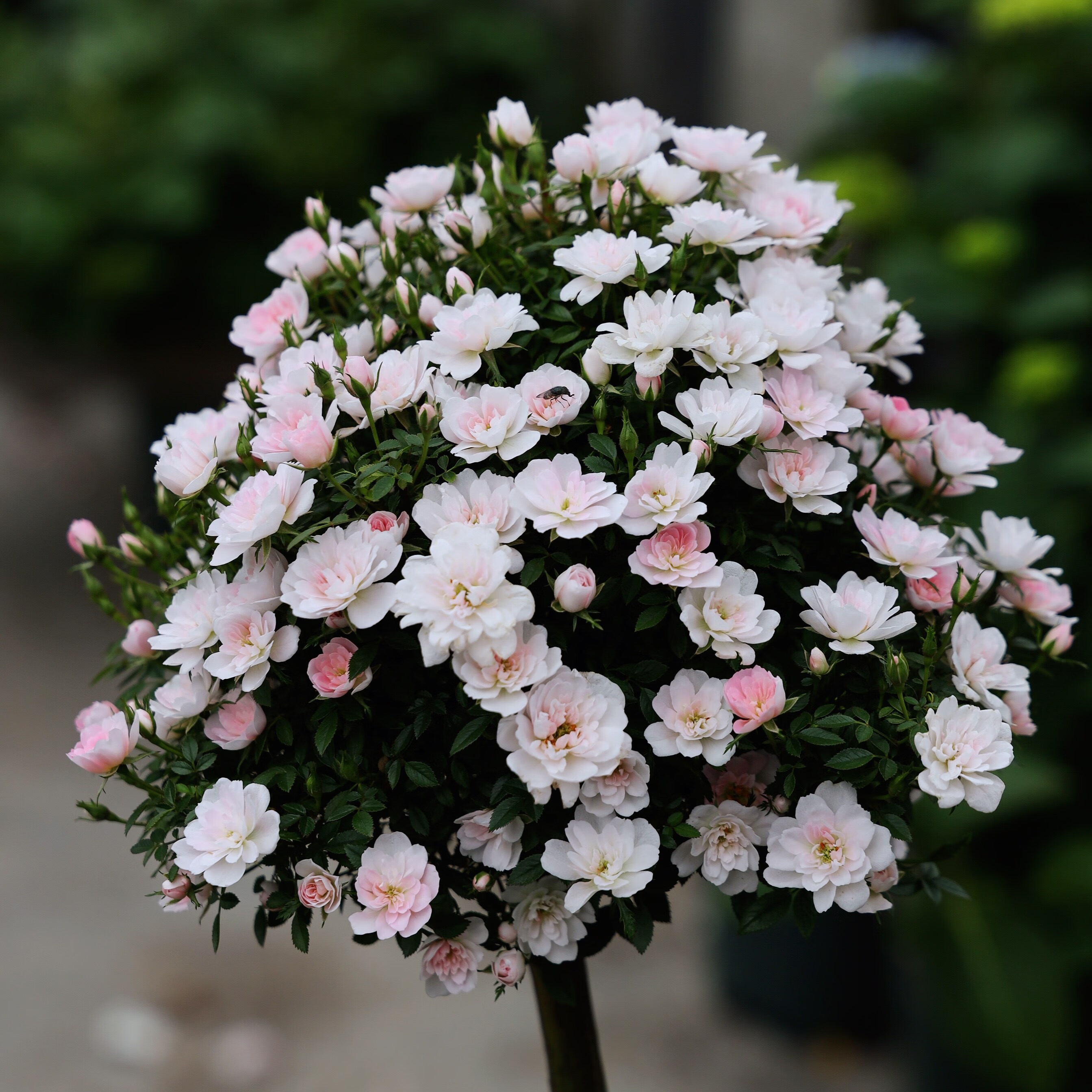 文枝文枝超微型月季姬乙女丰花勤花迷你阳台小玫瑰带花苞四季开花小苗