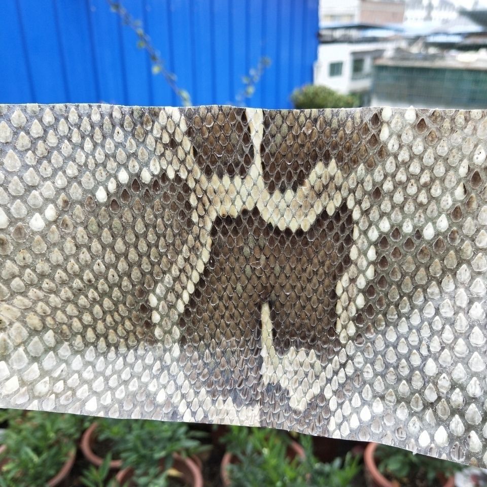 薄蟒二胡蛇皮单块高胡四胡乐器配件蛇皮小蟒蛇皮头部皮圆筒二胡皮 长