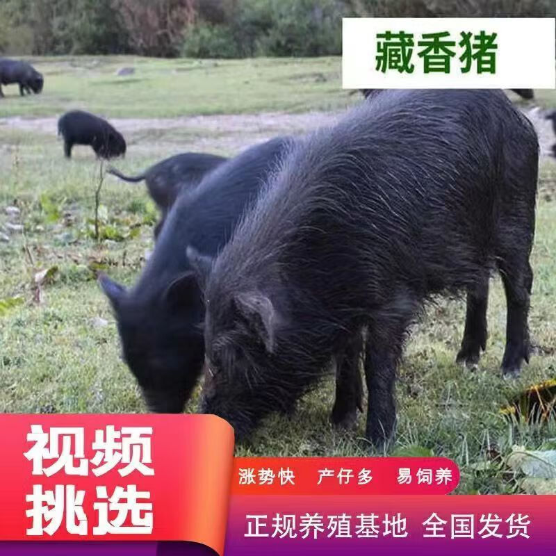 西藏纯种藏香猪活体苗小猪香猪幼崽仔怀孕母猪香猪种猪包活 藏香猪2个月