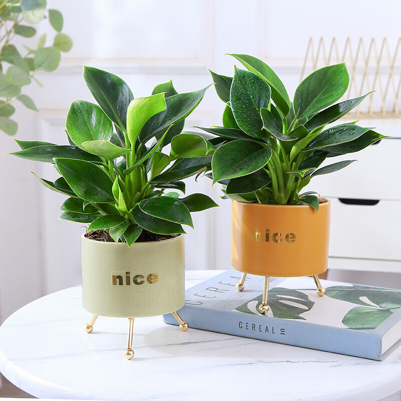 花主管金钻绿植盆栽水培绿钻花卉办公室四季常青室内懒人花卉好养