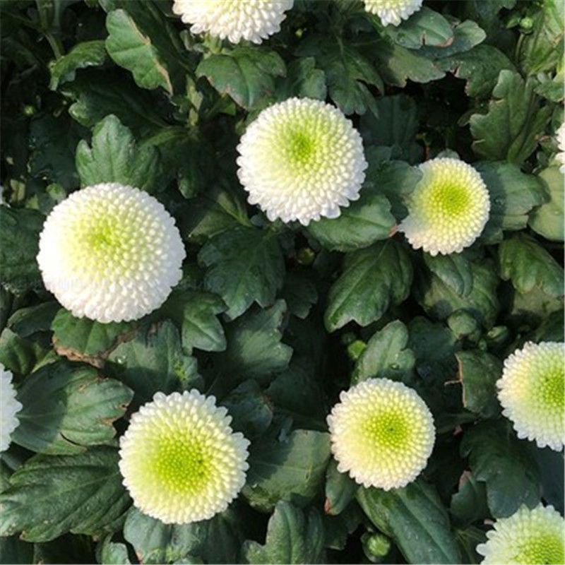 白色乒乓菊【包发芽】 1包【319粒】 有机肥