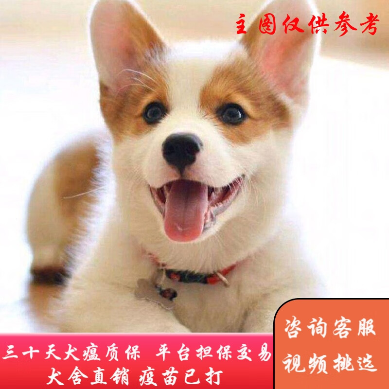 福贝纯享   纯种宠物狗狗活体威尔士柯基犬幼犬幼崽小型犬黄白色 宠物