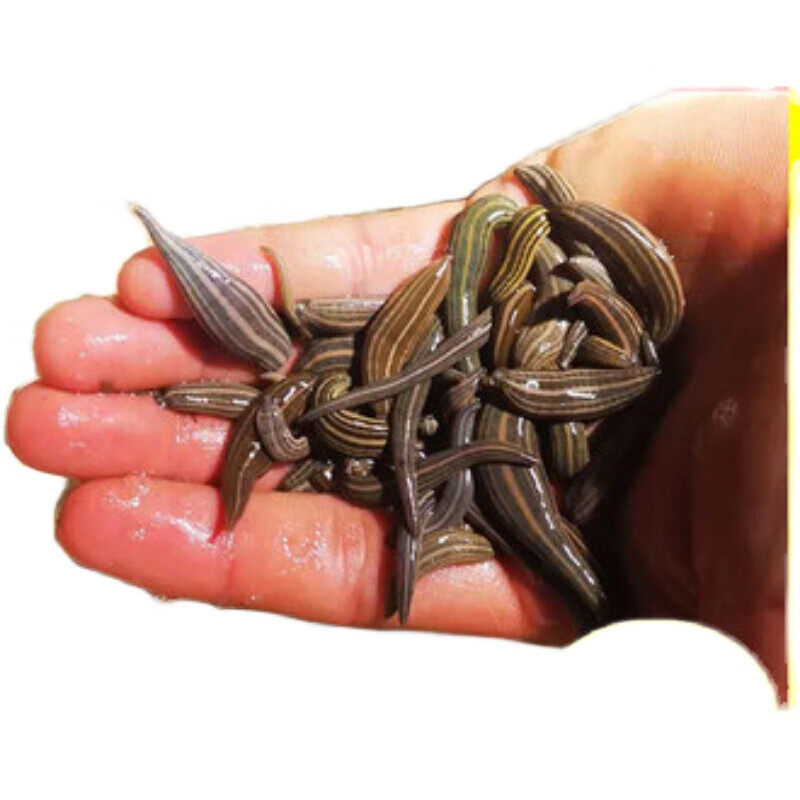 【顺丰速运】医蛭蚂蟥活体活水蛭吸血蚂蝗包活水蛭素可钓鱼活饵鱼饵