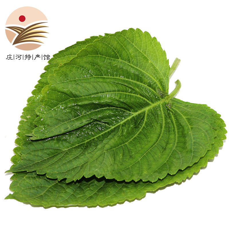 鲜姿东北新鲜苏子叶 紫苏叶韩国烤肉叶 绿苏子叶 新鲜蔬菜 苏子叶2两
