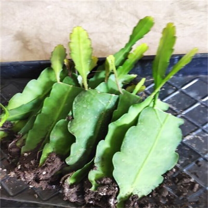 柯必达令箭荷花昙花大花重瓣品种带根苗红黄紫粉白多色花卉绿植盆栽