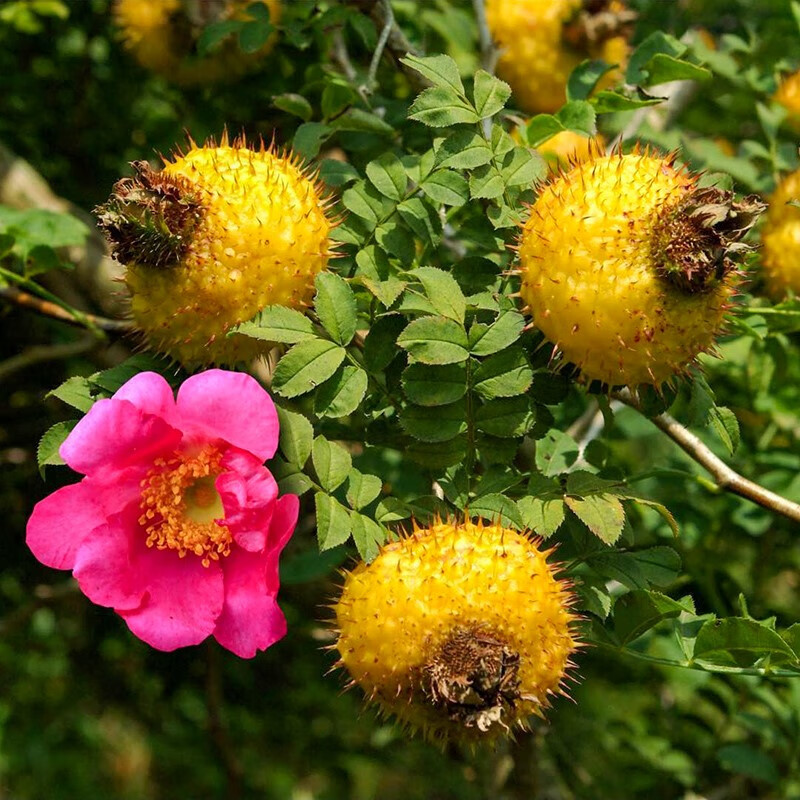 芗苒刺梨种 刺梨种子 刺梨果籽种孑 刺梨种子一斤
