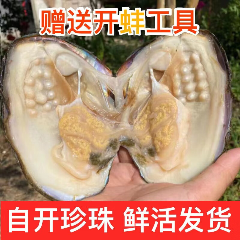 环配淡水自己开珍珠蚌现货鲜活爱迪生活蚌多珠蚌取珠贝壳珍珠活体