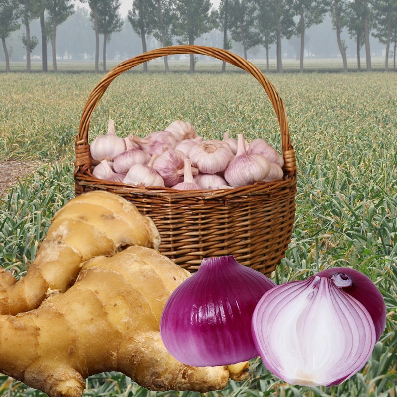 产地直发 山东特产 葱姜蒜超值搭配组合 新鲜食材 2斤