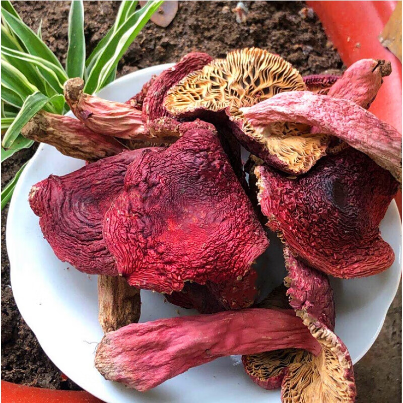 味巴哥福建三明红面蓝底红菇半开伞三角菇红蘑菇干货煲汤250g