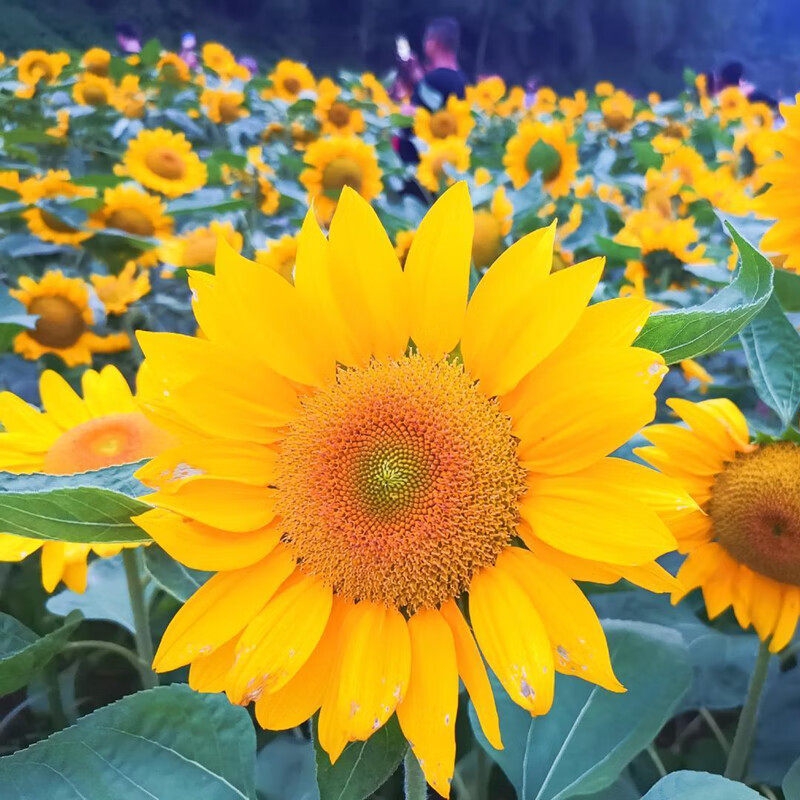 籽油葵矮秆迷你多头室内外阳台桌面盆栽孑 矮生观赏向日葵100粒 肥