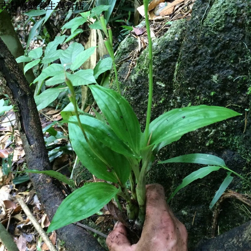 有仁堂新鲜见血清见血青中药中草药中药材鲜品室内桌摆四季常青开花