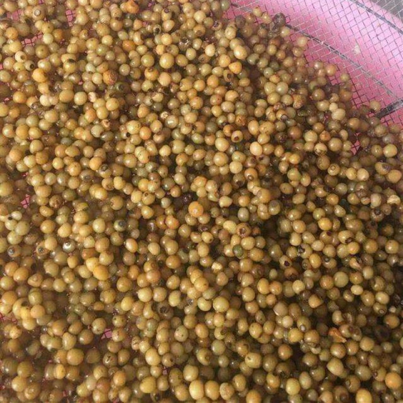 元冬新采黄精种子药材种籽玉竹滇黄精鸡头黄精苗老虎姜鲜黄精苗植物种