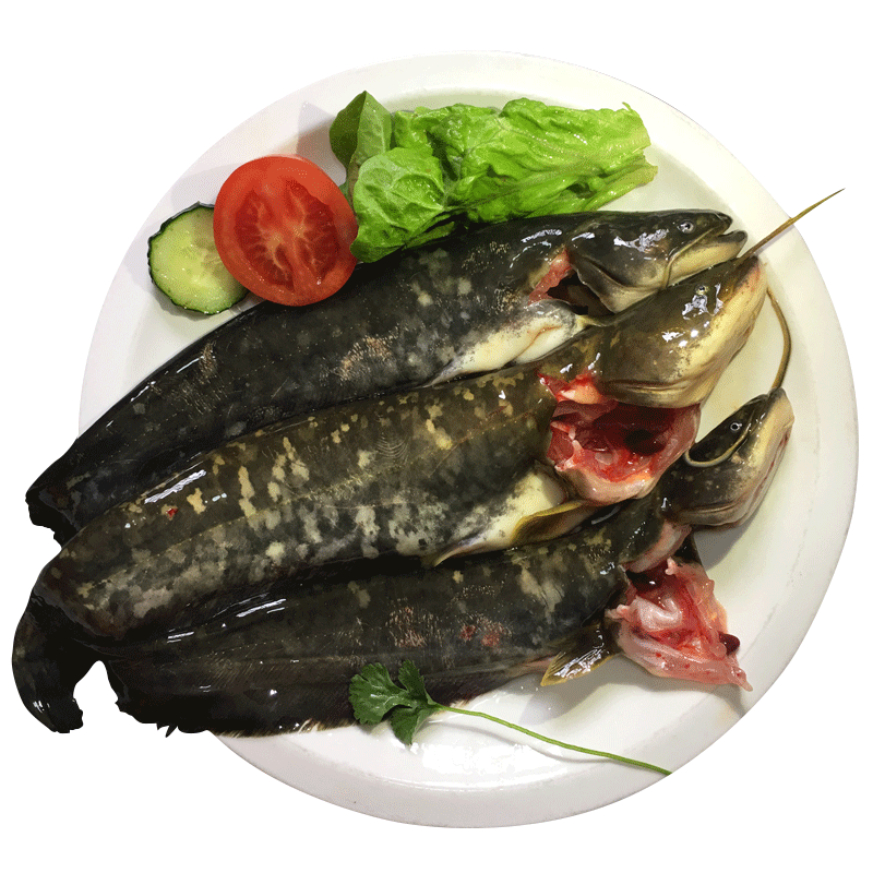 果亦橙微山湖鲶鱼现杀淡水胡子鲶 湖区土鲶鱼 大口鲶鱼 新鲜鲶鱼1斤