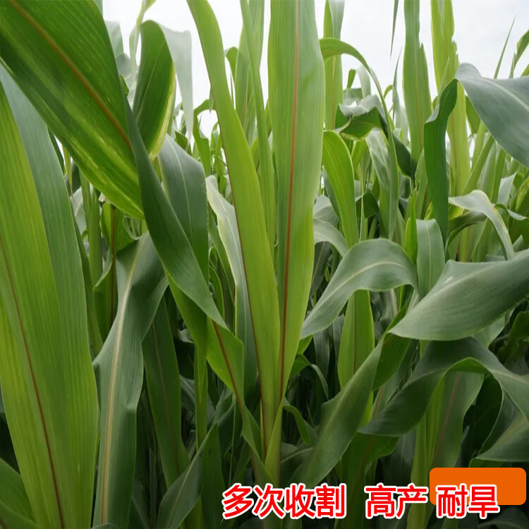 高丹王草种子四季养牛羊鹅猪兔喂鱼草种再生大力士甜高粱牧草种子 高丹王草种子4斤【实发5斤】