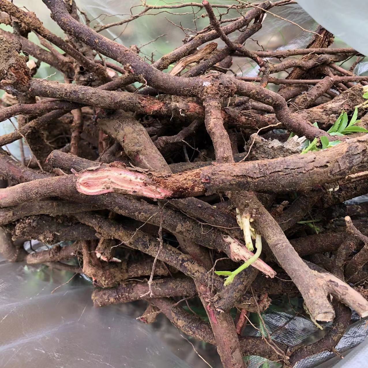 野外生新鲜酸枣树根酸枣根山枣树根酸枣仁根酸枣叶芽干品中药材内廷上