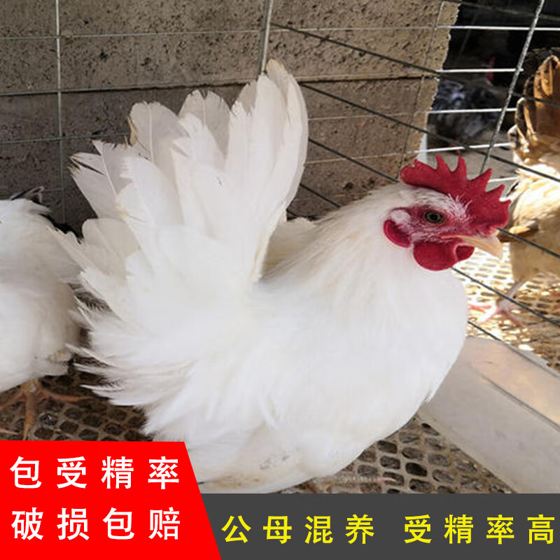 白色元宝鸡种蛋受精蛋可孵化小型矮脚鸡玲珑鸡泰国矮脚鸡金元宝 20枚