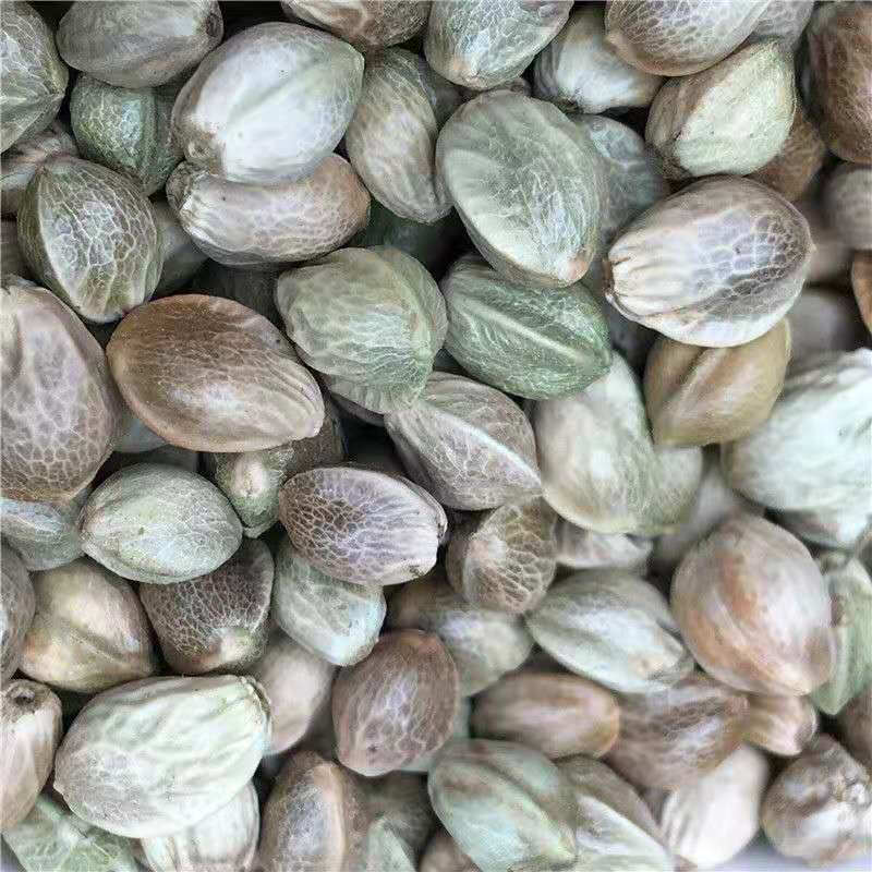 虎钢馋新货麻子现炒特大粒人吃香麻子大颗粒生熟干炒五香火麻子麻籽