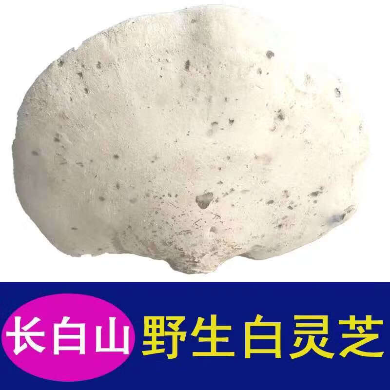 长白山白灵芝 白边 白玉灵芝 白桦树灵芝 桦剥孔菌 产地 整只白灵芝