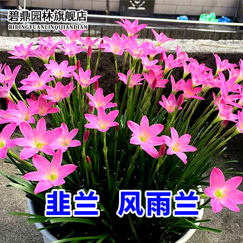 碧鼎 风雨兰种球韭兰四季种易活室外庭院开花阳台花卉绿植盆栽多年生