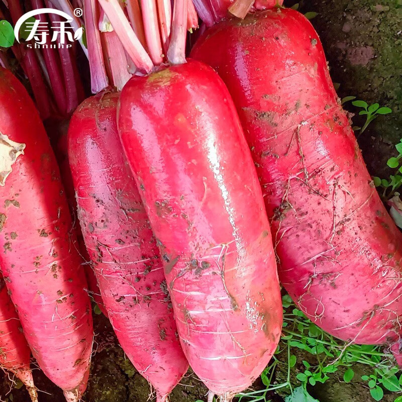寿禾  水萝卜种子凉拌红皮罗卜阳台东北春夏季种植蔬菜菜籽种籽  501