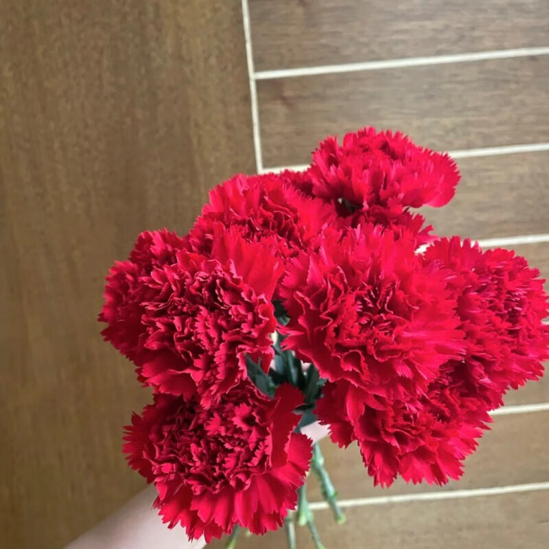 重瓣切花康乃馨盆栽小苗四季开花室内外易养阳台庭院石竹花苗 洪福 5