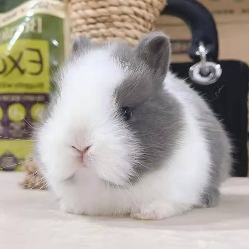 宠物兔活物茶杯长不大不咬人迷你侏儒儿童养猫猫兔荷兰垂耳兔活体