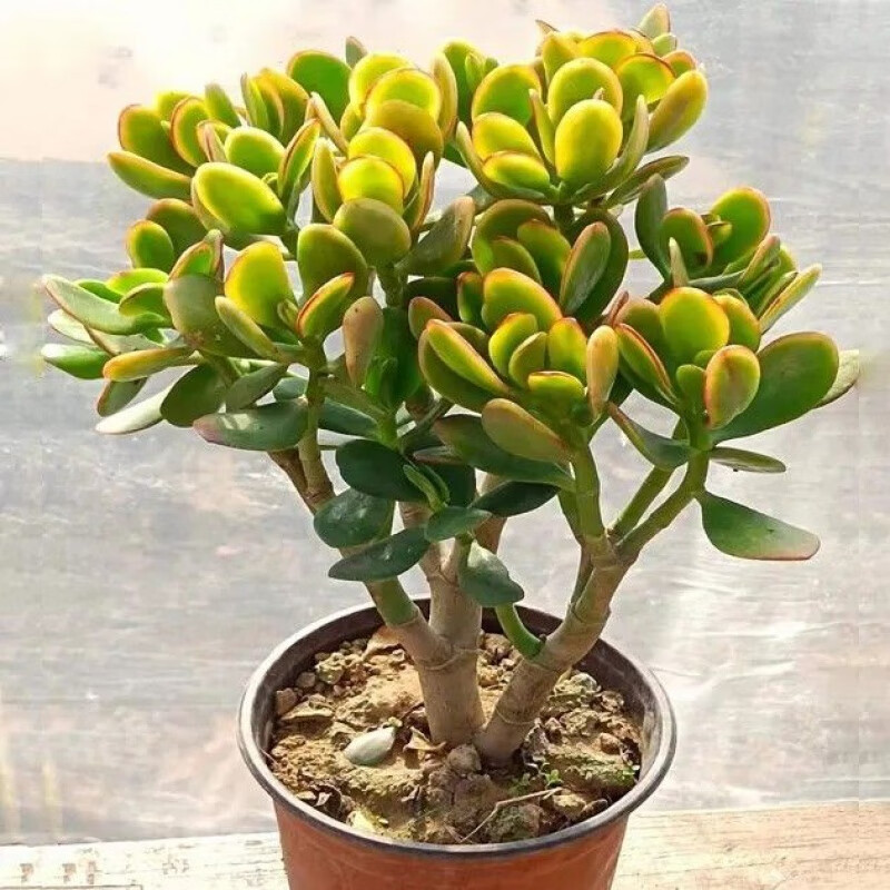 硕驰黄金花月多肉植物 玉树室内植物盆栽净化空气绿植花卉新手 新花月