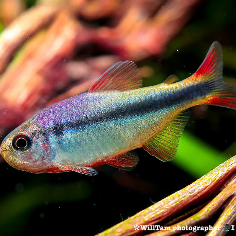 活卿客皇室青魔鬼灯鱼南美稀有灯鱼群游活体观赏小型热带鱼好养草缸