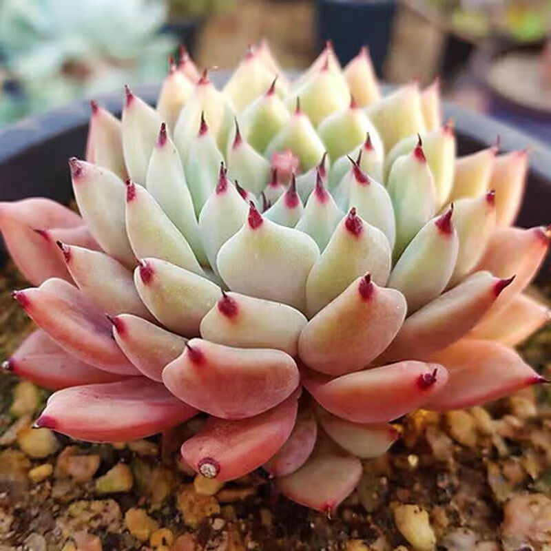 轩林美多肉 多肉植物 雪爪比安特绿爪4cm多肉室内办公室阳台耐寒花卉