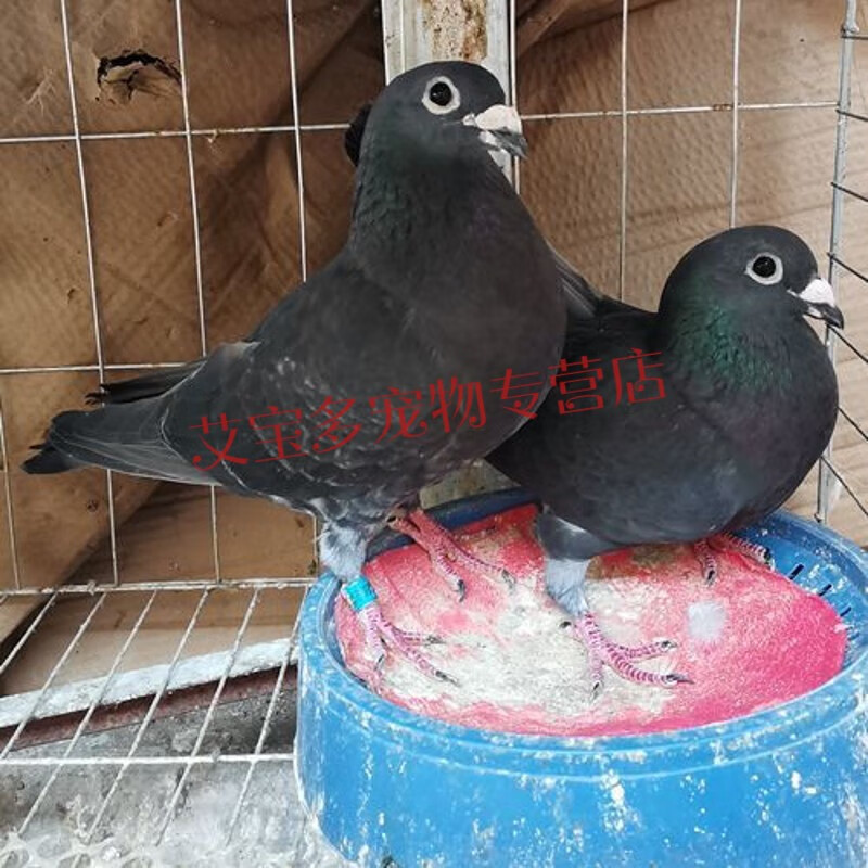 宝诺滋纯种血统高档老国血信鸽红毛李鸟超远程鸽子活体一对种鸽幼鸽