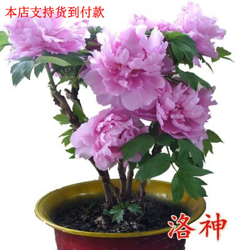 不断庭院盆栽洛神牡丹花苗大苗四季开花植物花卉室内阳台大花 洛神 2