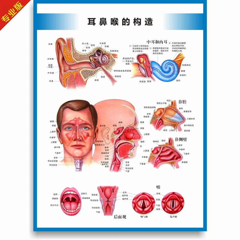 澳颜莱 耳鼻喉构造挂图 耳鼻喉构造图耳鼻喉解剖图耳鼻喉结构图耳鼻喉