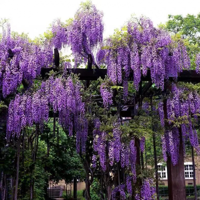 【精选】日本长穗紫藤萝花苗爬藤植物藤蔓紫藤花树苗盆栽老桩四季开花
