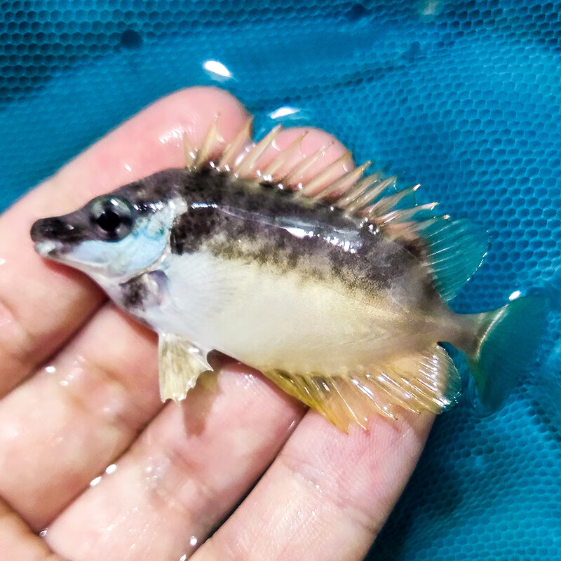 狐狸鱼 黄狐狸黄斑七彩 海水鱼宠物 素食缸 除藻快递包活 狐狸鱼6-7cm