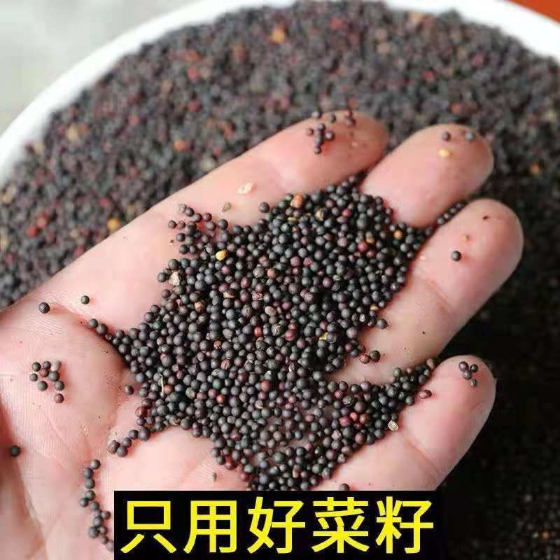 探寻农家自榨油的秘密：传统工艺与现代口味的完美融合