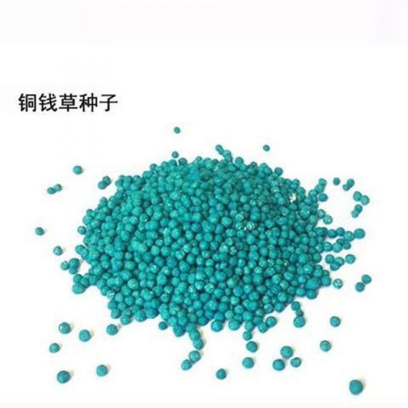 菜友菜友岩石草籽幸运草水培心形草彩叶草爱情草情思草铜钱草种子迷你