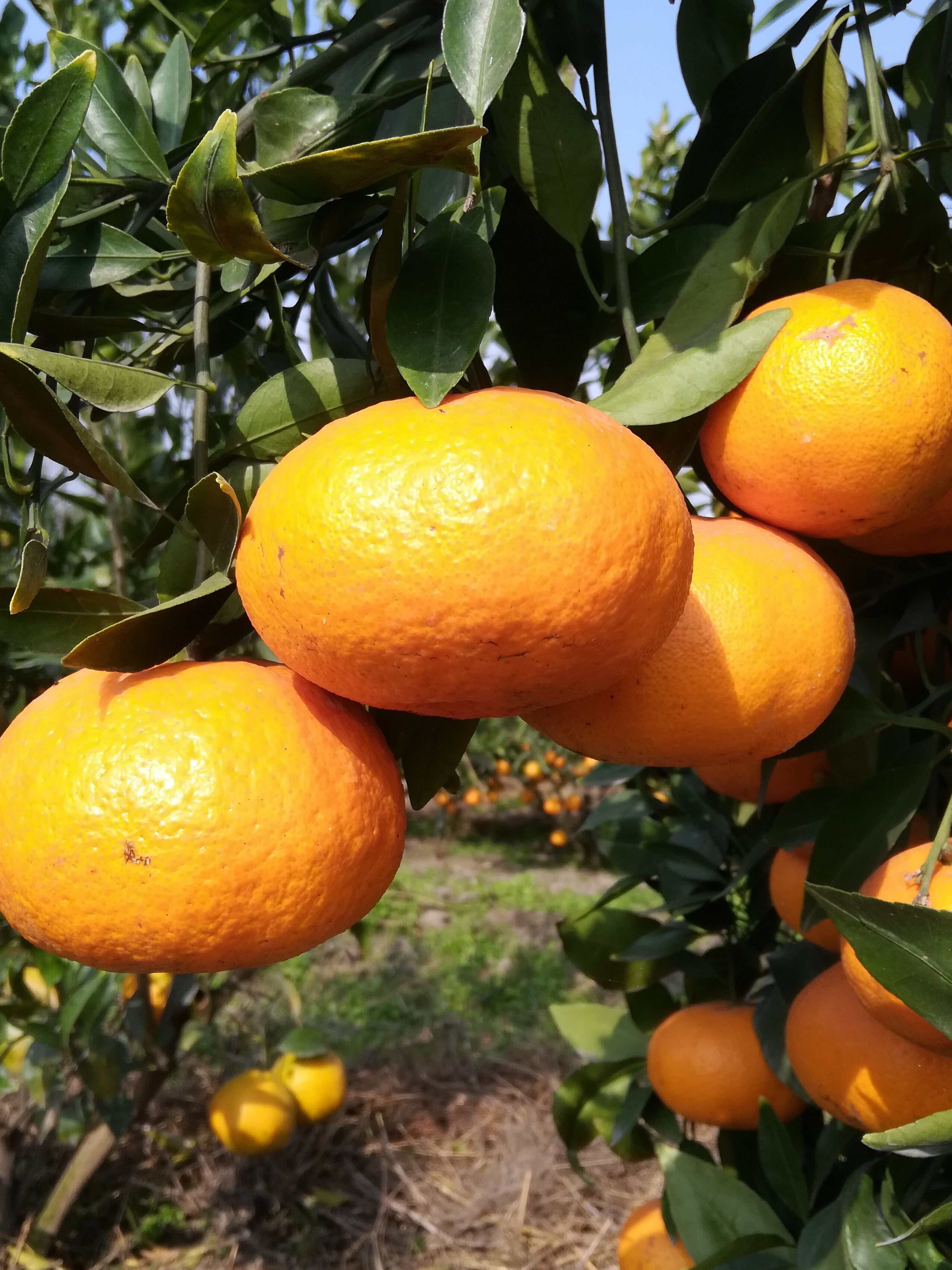 拾爱甘平柑橘苗柑桔嫁接苗种四川果苗限售甘平树苗 5年苗包成活 30cm