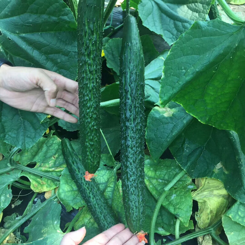 农家易种水果蔬菜种子大全四季秧苗青瓜种孑 密刺大黄瓜约50粒原装