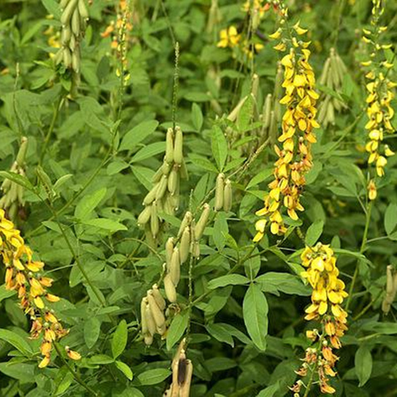 元冬新猪屎豆种子 多年生草本 野地荒地猪屎豆草籽 护土 固土草野草籽