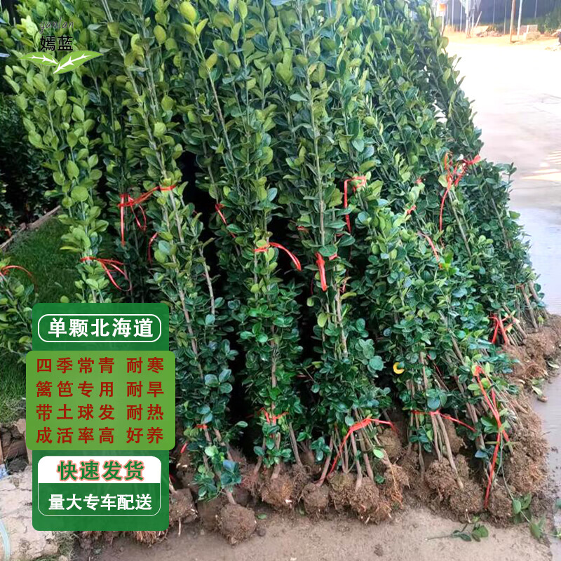 嫣蓝北海道黄杨冬青树苗四季常青绿篱围栏/单根1-1.3米高10棵源头直发