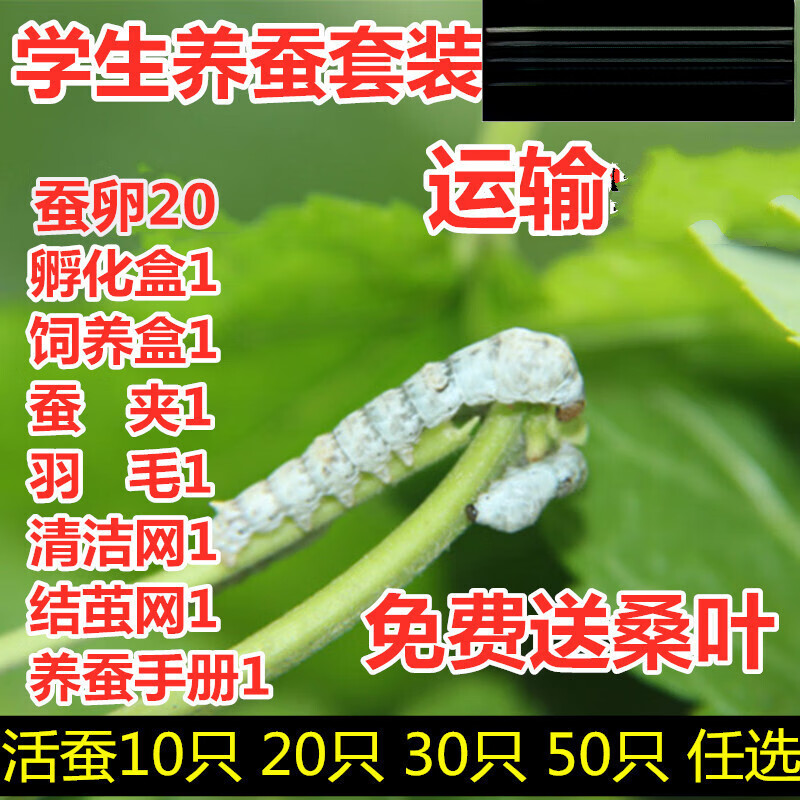 vakada蚕宝宝新鲜桑叶活体幼虫蚕子蚕卵蚕种 春蚕白色学生养蚕套装